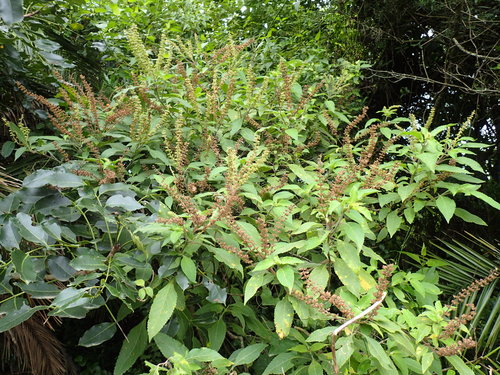 African Basil