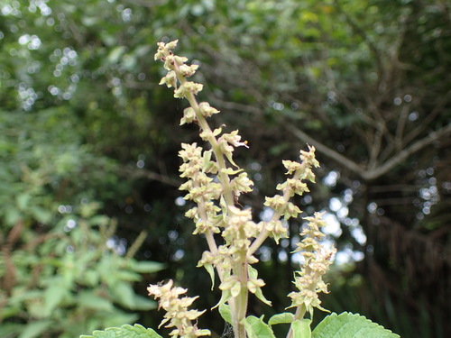 Image of Ocimum gratissimum by (c) Mahomed Desai, some rights reserved (CC BY)