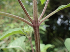 Ocimum gratissimum gratissimum