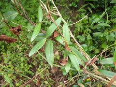 Secamone gerrardii