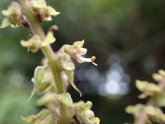 Ocimum gratissimum gratissimum