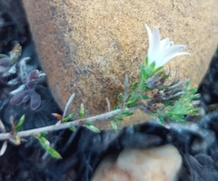 Wahlenbergia calcarea