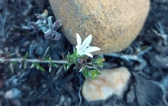 Wahlenbergia calcarea
