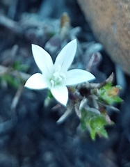 Wahlenbergia calcarea
