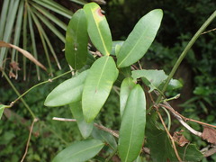 Secamone gerrardii