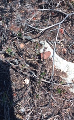 Wahlenbergia calcarea