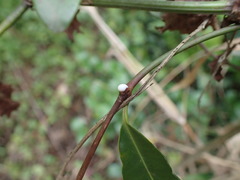 Secamone gerrardii