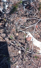 Wahlenbergia calcarea