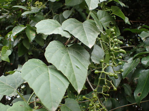 Image of Cissus fragilis by (c) Mahomed Desai, some rights reserved (CC BY)