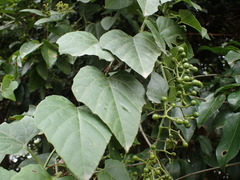 Cissus fragilis