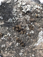 Umbilicaria polyphylla