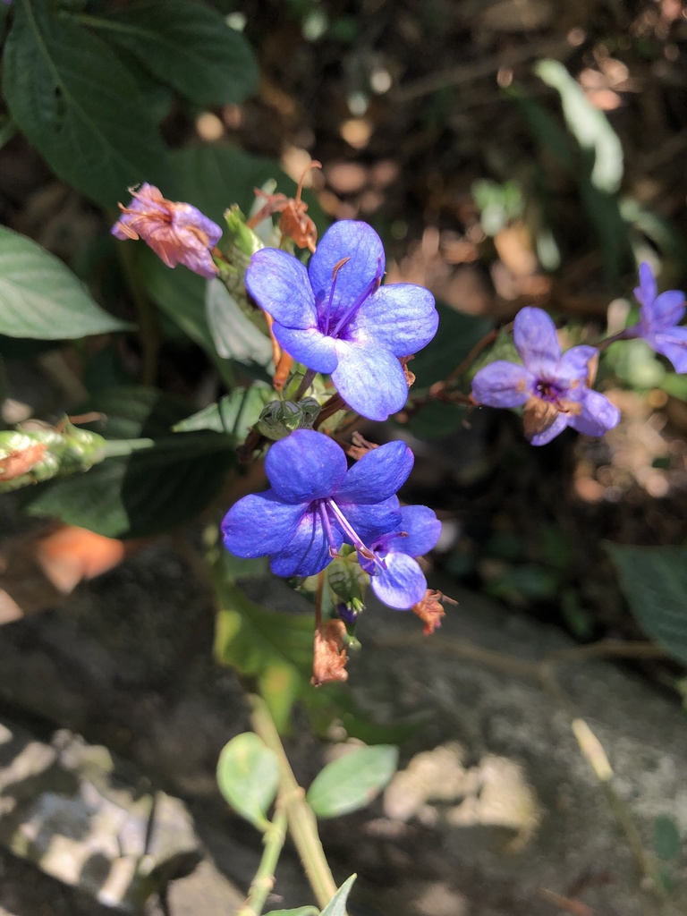 Eranthemum pulchellum, Hong Kong Island, The Peak, HK