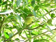 Hippolais icterina