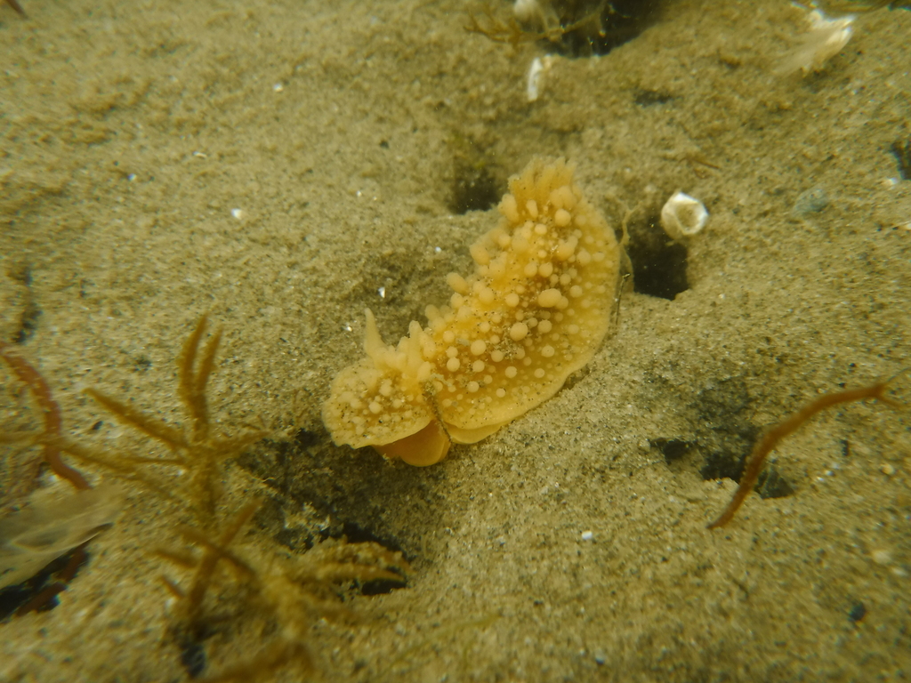 sponge slug