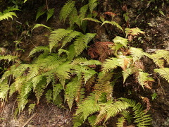 Amauropelta beddomei