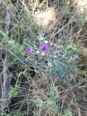Lessingianthus rubricaulis