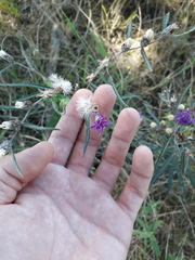 Lessingianthus rubricaulis