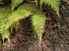 Amauropelta beddomei