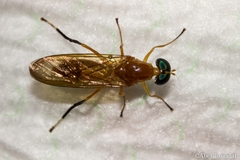 Ptecticus testaceus