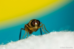 Ptecticus testaceus