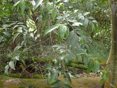 Maytenus peduncularis