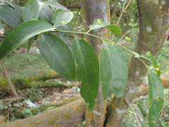 Maytenus peduncularis