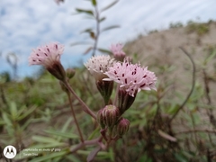Palafoxia lindenii