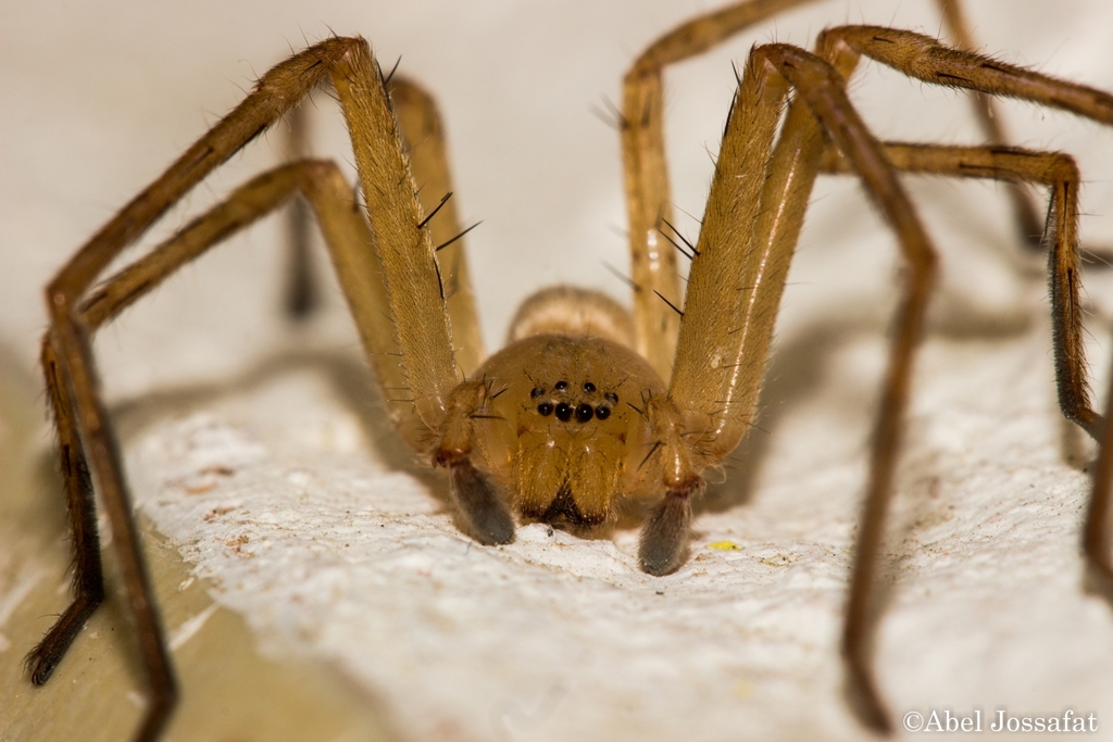 Curicaberis mitla