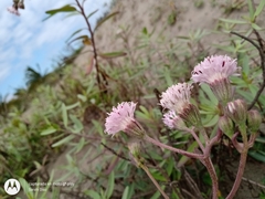 Palafoxia lindenii