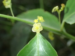 Maytenus peduncularis