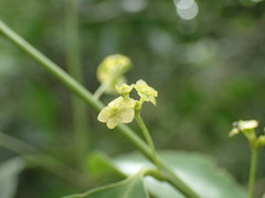 Maytenus peduncularis