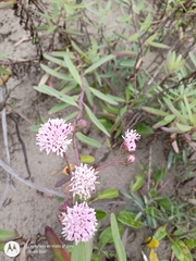 Palafoxia lindenii