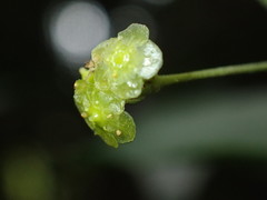 Maytenus peduncularis