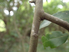 Maytenus peduncularis