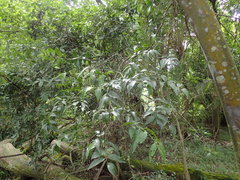 Maytenus peduncularis