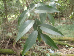 Maytenus peduncularis