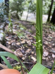 Anthoxanthum occidentale