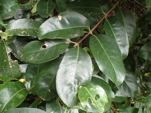 Noronhia peglerae, photograph 1