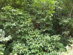 Chionanthus peglerae