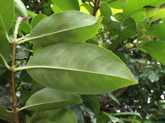 Chionanthus peglerae