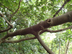 Chionanthus peglerae