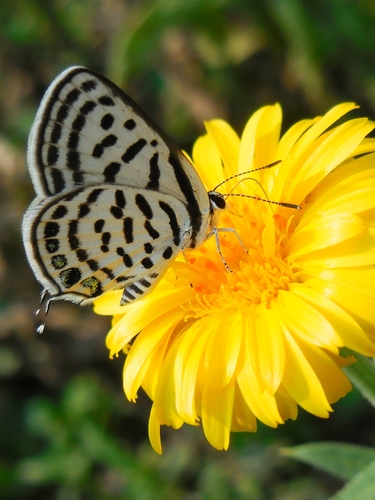 Himalayan Pierrot