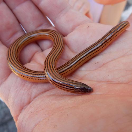 Algoa Bay Legless Skink, Acontias lineicauda