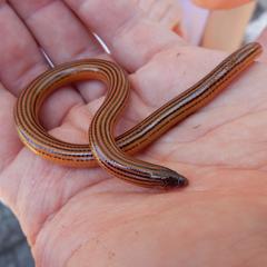 Algoa Legless Skink