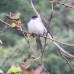 Pycnonotus taivanus × sinensis