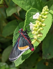 Mysoria barcastus
