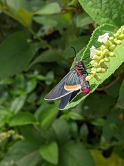 Mysoria barcastus