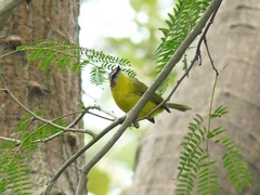 Basileuterus delattrii
