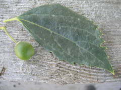 Celtis planchoniana