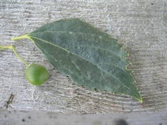 Celtis planchoniana